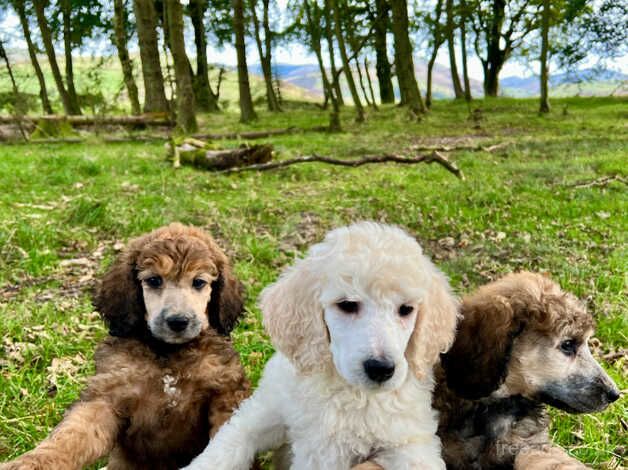 KC reg standard poodle for sale in Hawick, Scottish Borders - Image 4