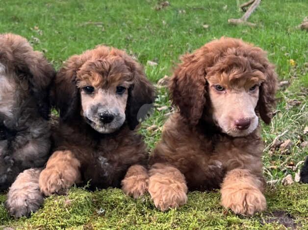 KC reg standard poodle for sale in Hawick, Scottish Borders - Image 5