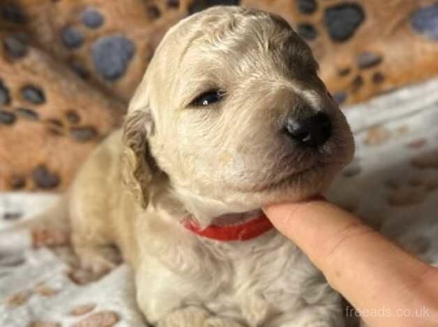 Kc Reg Standard Poodle puppies for sale in Somerset