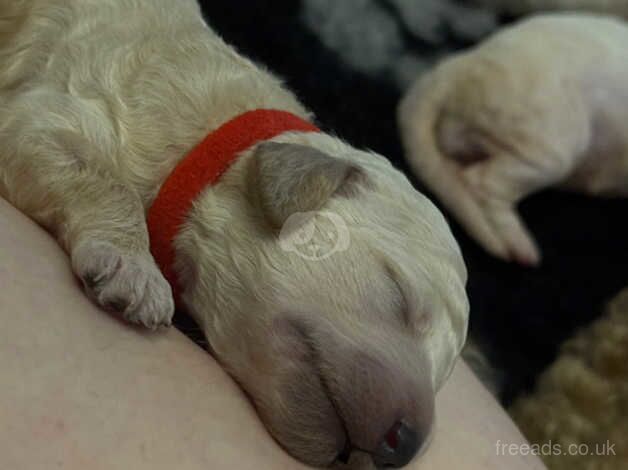 Kc Reg Standard Poodle puppies for sale in Somerset - Image 4