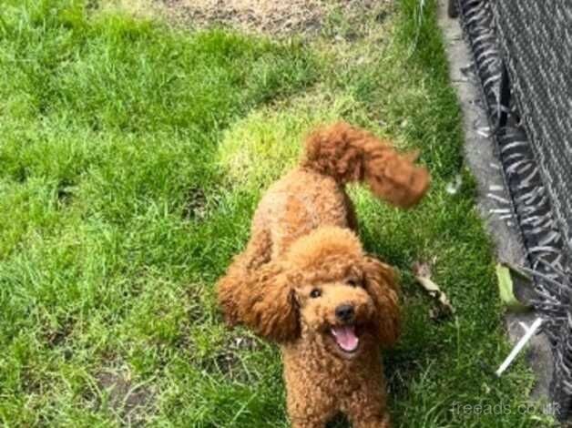 KC registered Minature Poodle Girl for sale in Sutton, Sutton, Greater London - Image 3