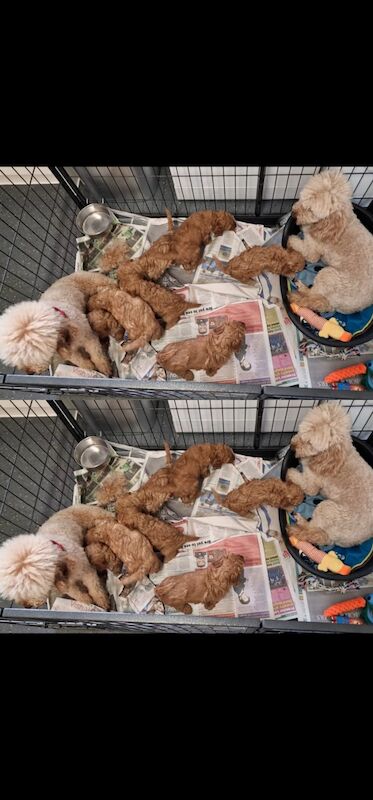 Kennel Club Registered Poodle Puppies For Sale