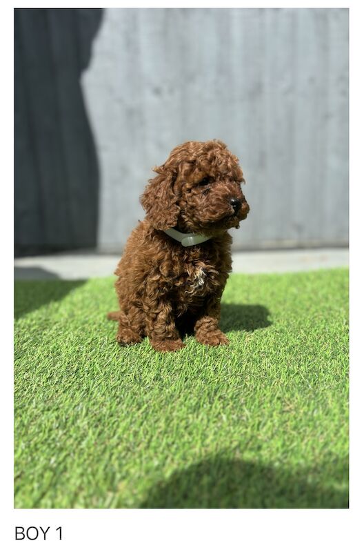 Poodles for sale in Gravesend, Kent