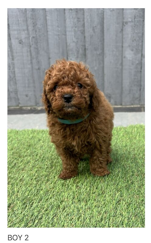 Poodle Puppies for sale