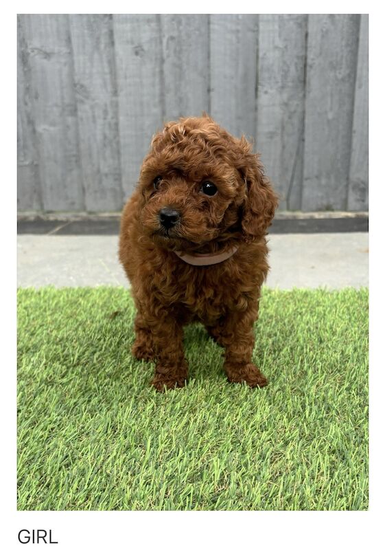 KC REGISTERED RED MINIATURE POODLE PUPPIES for sale in Gravesend, Kent - Image 8