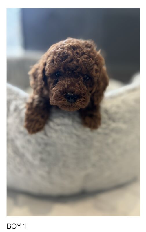 KC Registered Poodle Puppies for sale in Kent