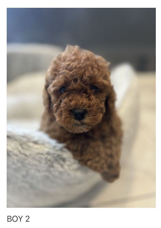 KC REGISTERED RED MINIATURE POODLE PUPPIES for sale in Gravesend, Kent - Image 5