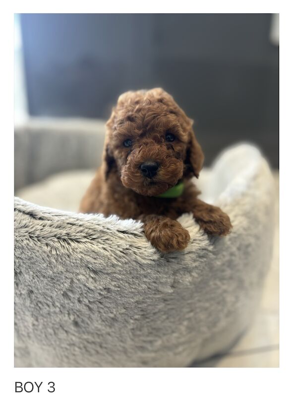 KC REGISTERED RED MINIATURE POODLE PUPPIES for sale in Gravesend, Kent - Image 7