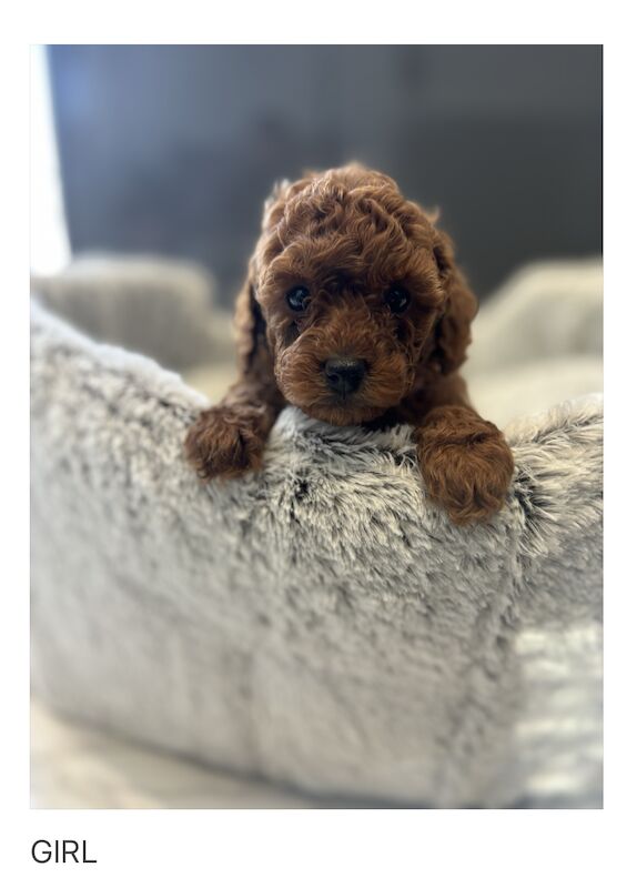 KC REGISTERED RED MINIATURE POODLE PUPPIES for sale in Gravesend, Kent - Image 9