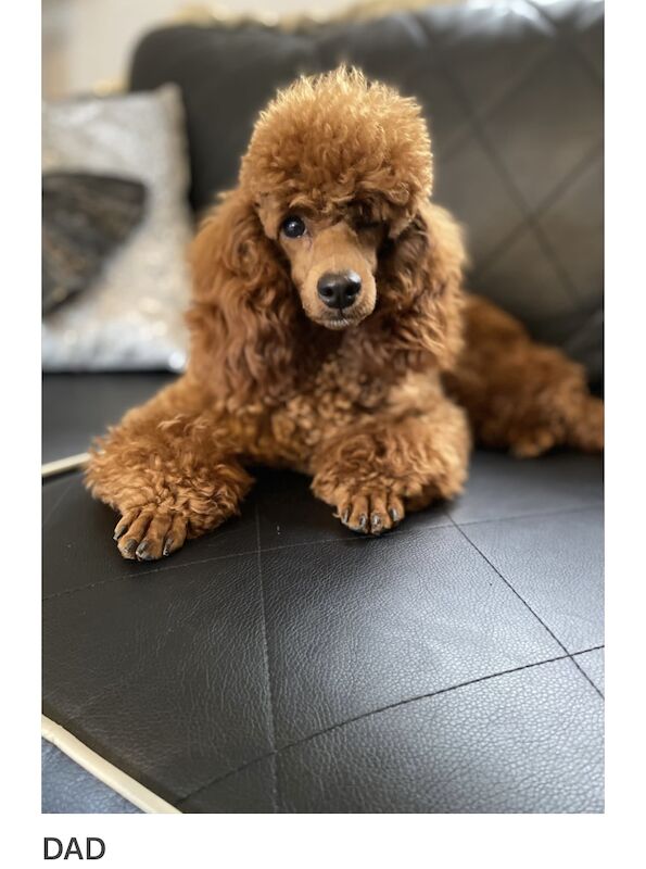 KC REGISTERED RED MINIATURE POODLE PUPPIES for sale in Gravesend, Kent - Image 11