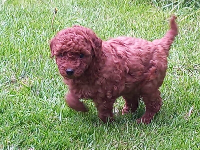 KC REGISTERED RED MINIATURE POODLE PUPS for sale in Dronfield, Derbyshire - Image 6