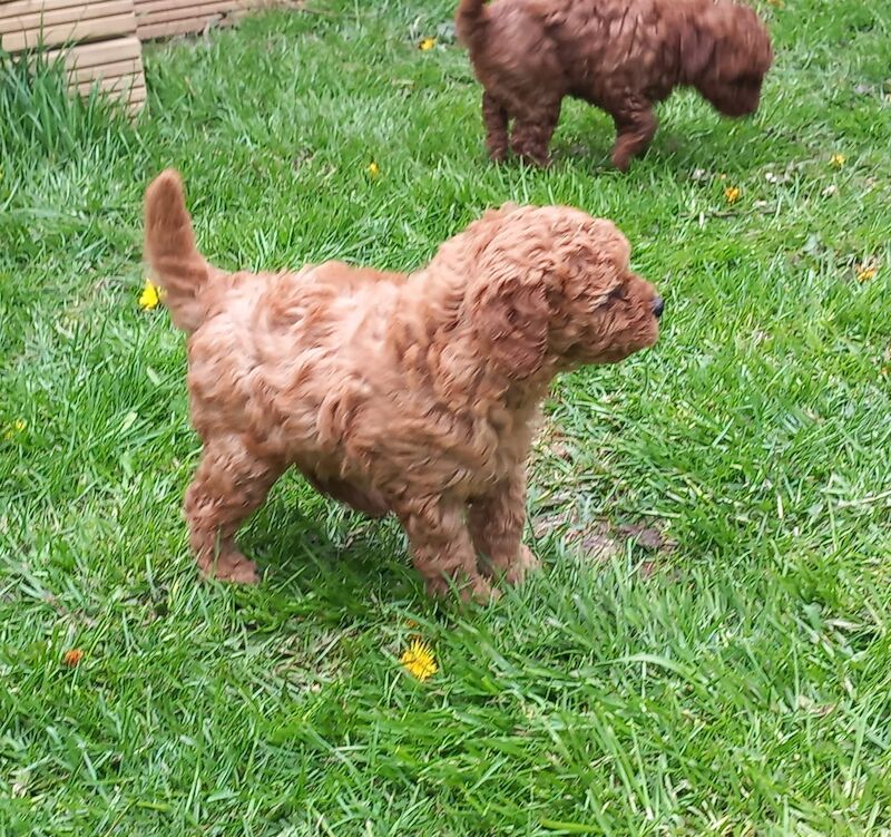 KC REGISTERED RED MINIATURE POODLE PUPS for sale in Dronfield, Derbyshire - Image 2