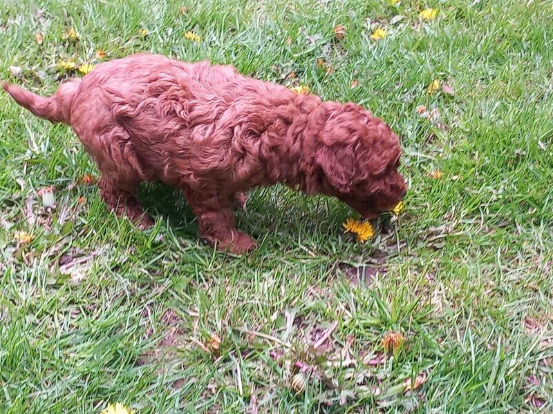 KC Registered Poodle Puppies for sale in Derbyshire