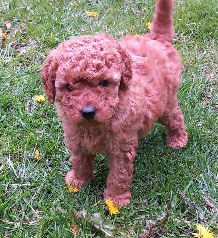 KC REGISTERED RED MINIATURE POODLE PUPS for sale in Dronfield, Derbyshire - Image 4