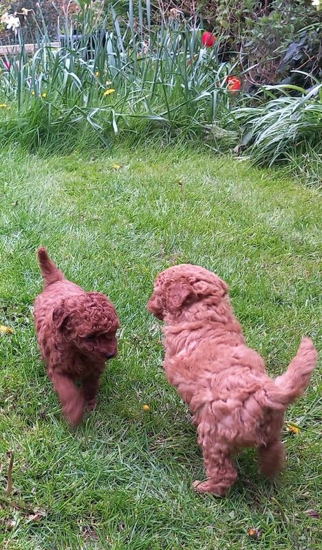 KC REGISTERED RED MINIATURE POODLE PUPS for sale in Dronfield, Derbyshire - Image 5