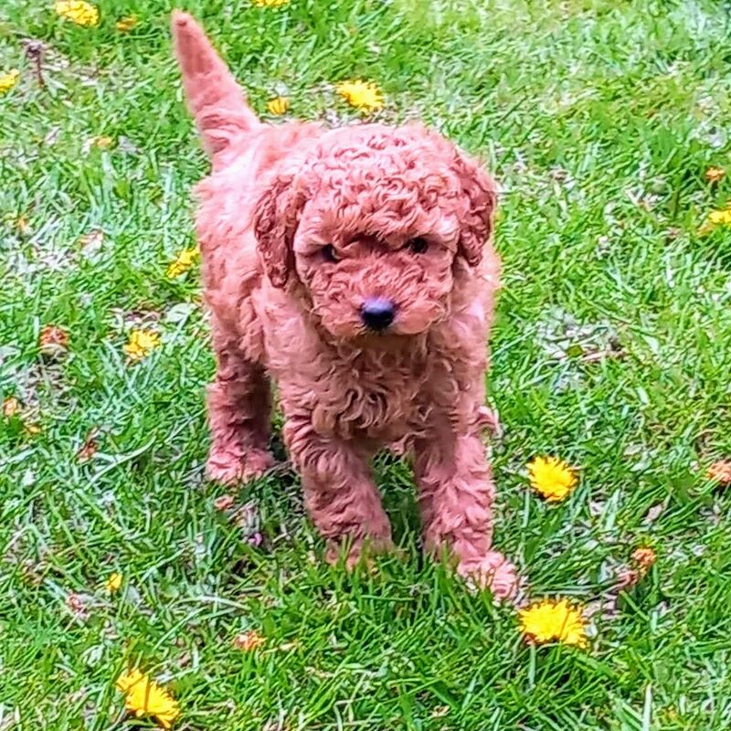 KC REGISTERED RED MINIATURE POODLE PUPS for sale in Dronfield, Derbyshire - Image 7