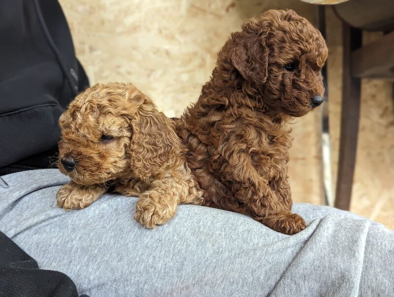 KC REGISTERED RED MINIATURE POODLE PUPS for sale in Dronfield, Derbyshire - Image 1