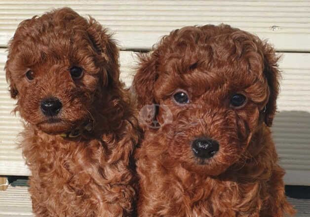 KC Registered Red Toy Poodle Puppies for sale in Stourbridge, West Midlands