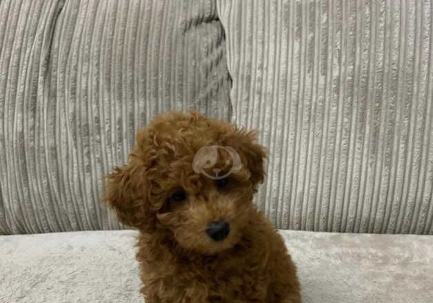 KC Registered Red Toy Poodle Puppies for sale in Stourbridge, West Midlands - Image 2