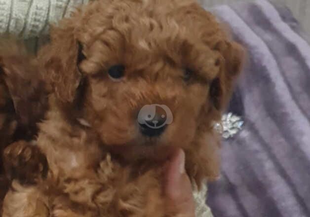 KC Registered Poodle Puppies for sale in West Midlands