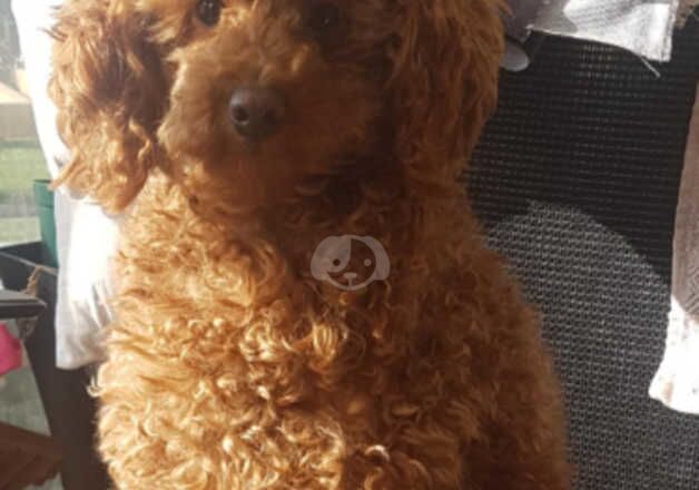 KC Registered Red Toy Poodle Puppies for sale in Stourbridge, West Midlands - Image 5