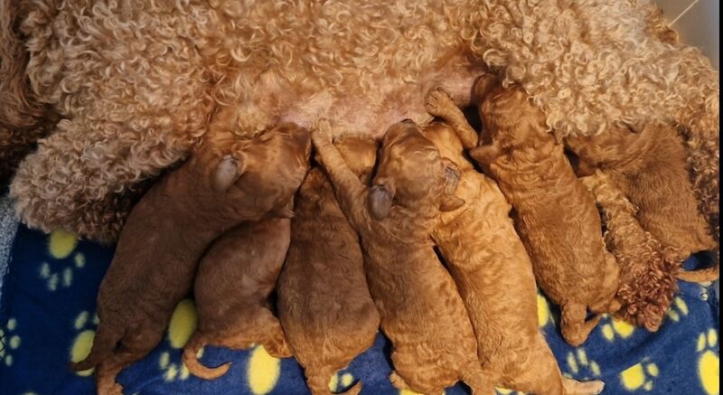KC REGISTERED MINIATURE POODLE PUPPIES for sale in SL0 0AN