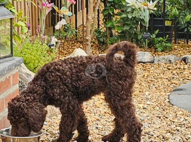 Kc registered standard chocolate parti poodle girl for sale in Burnham-on-Sea, Somerset - Image 2