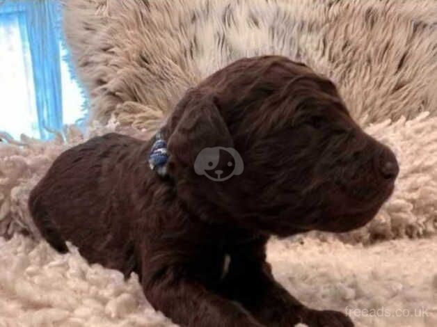 Kc registered standard chocolate parti poodle girl for sale in Burnham-on-Sea, Somerset - Image 3