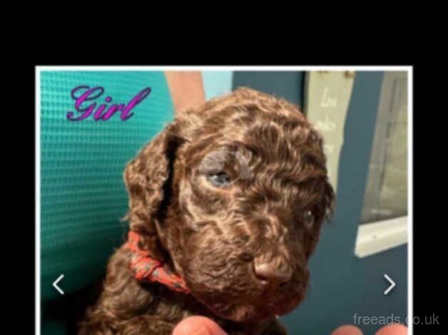 Kc registered standard chocolate parti poodle girl for sale in Burnham-on-Sea, Somerset - Image 4