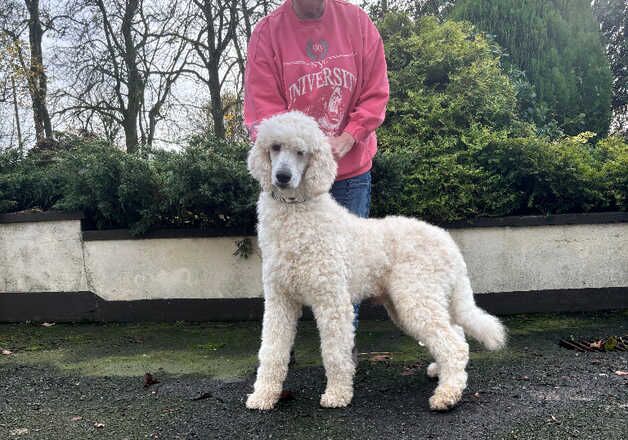 Kc Registered Standard Poodle for sale in Armagh, Armagh