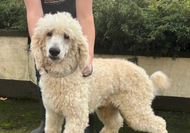 Kc Standard Poodle for sale in Armagh, Armagh