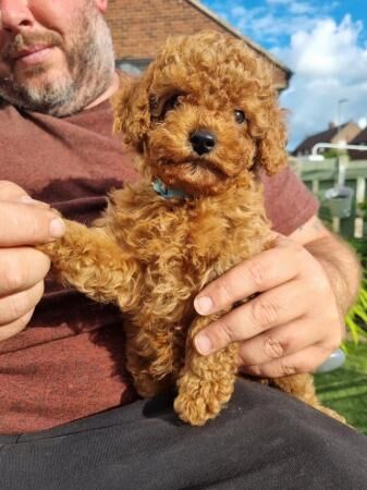 LAST 3.....F1B fox red cavapoo puppies for sale in Barnsley, South Yorkshire