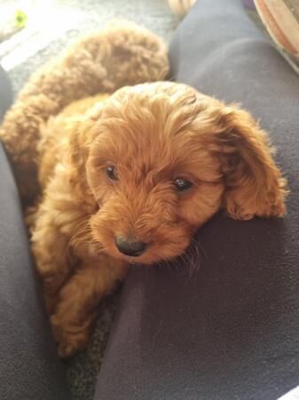 LAST 3.....F1B fox red cavapoo puppies for sale in Barnsley, South Yorkshire - Image 2