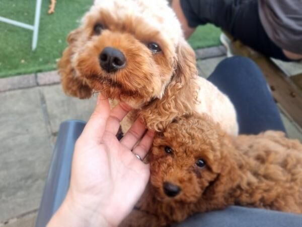 LAST 3.....F1B fox red cavapoo puppies for sale in Barnsley, South Yorkshire - Image 3