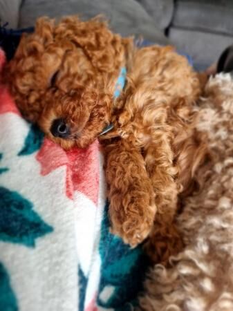LAST 3.....F1B fox red cavapoo puppies for sale in Barnsley, South Yorkshire - Image 4