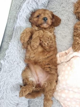 LAST 3.....F1B fox red cavapoo puppies for sale in Barnsley, South Yorkshire - Image 5