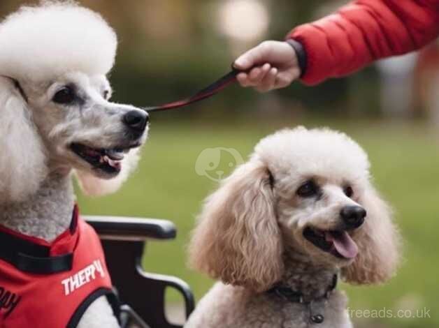 Looking for Standard Poodle as assistance dog for sale in Skelmersdale, Lancashire