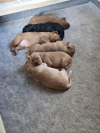 Lovely labradoodle puppies for sale in Lytham St Anne's, Lancashire - Image 1