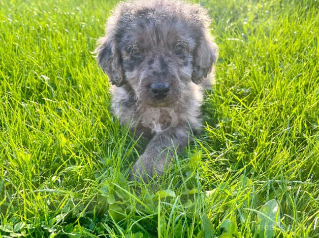 Poodles for sale in Barnsley, South Yorkshire