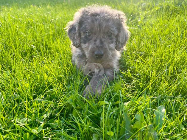 Poodle Puppies for sale in South Yorkshire