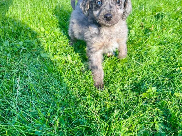 Lovely sweet toy poodle ready to leave now for sale in Barnsley, South Yorkshire - Image 4