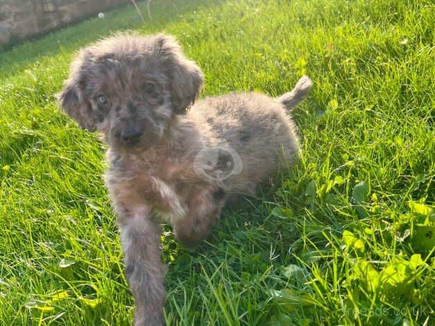 Lovely sweet toy poodle ready to leave now for sale in Barnsley, South Yorkshire - Image 5