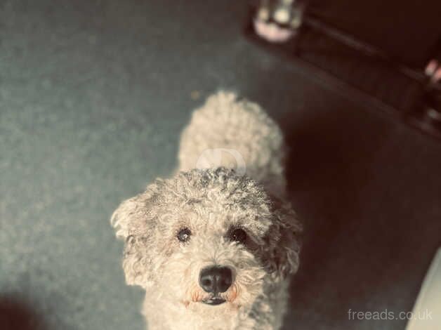 Loving poodle looking for a home for sale in Stevenage, Hertfordshire