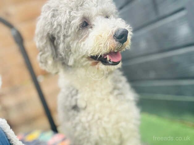 Loving poodle looking for a home for sale in Stevenage, Hertfordshire - Image 2