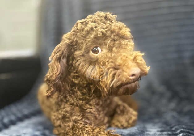 Male miniature poodle for sale in Bexley, Bexley, Greater London