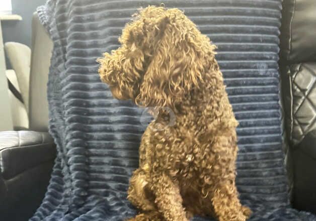 Poodles for sale in Bexley, Bexley, Greater London