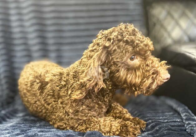 Poodle Puppies for sale in Greater London