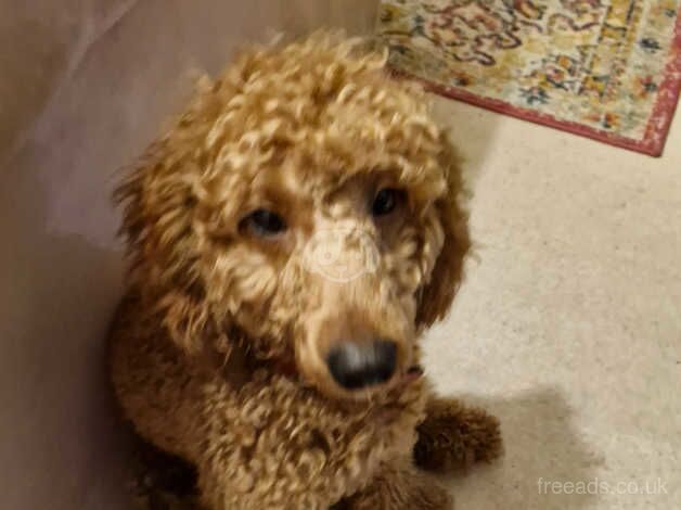 MALE POODLE for sale in Aberdeen, Aberdeen City