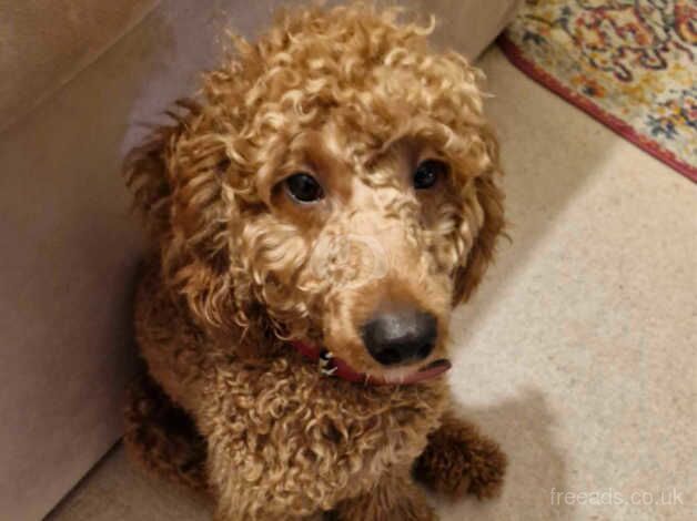 MALE POODLE for sale in Aberdeen, Aberdeen City