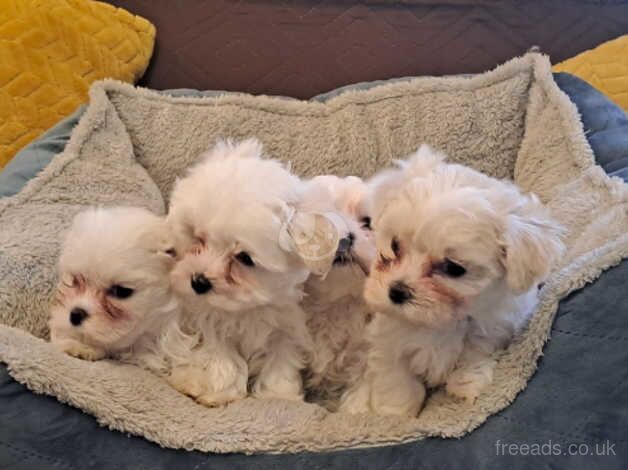 Maltese puppy for sale in Durham, County Durham